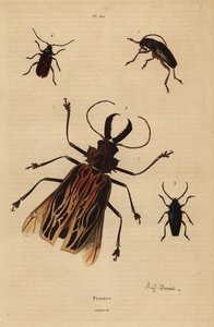 Dorysthenes paradoxus, Macrodontia cervicornis, vulnerabile, Elateropsis lineatus e Prionus versicolor da Unbekannt