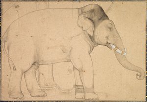Disegno di un Elefante da Unbekannt