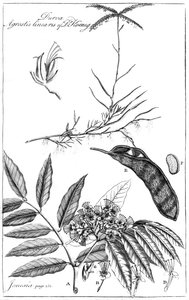 Durva Agrostis Linearis del Dr Koenig