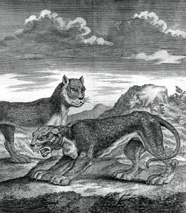 Leopardo indiano orientale, 1750 da Unbekannt