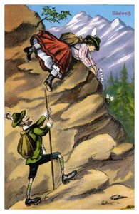 Stella alpina da Unbekannt