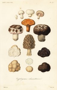 Funghi commestibili da Unbekannt
