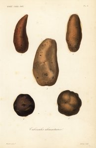 Tuberi commestibili da Unbekannt
