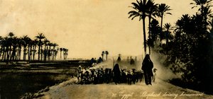 Egitto - Pastore che guida a casa, c1918-c1939