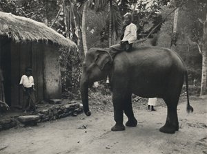Elefante su una strada vicino a Kandy da Unbekannt