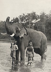 Elefante nella Mahavaliganga, 1926
