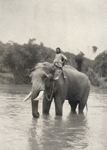Elefante con cornac a Mahavaliganga, 1926
