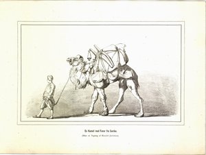 Un cammello con guida da Sardi. Illustrazione tratta dal libro Brogede rejsebilleder di Jerichau-Baumann, Elisabeth e pubblicato da Forlagsbureauet (Copenaghen, 1881)