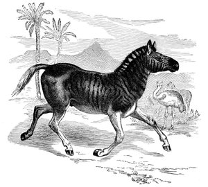 Incisione di un Quagga, 1884