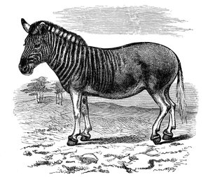 Incisione di un Quagga, 1893