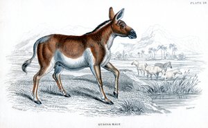 Incisione di un Quagga, c1830