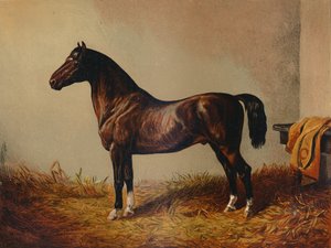 Intero Pony Hack Don Carlos da Unbekannt