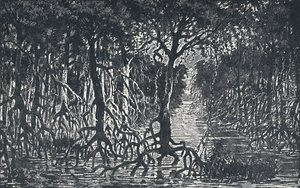 Foresta equatoriale africana