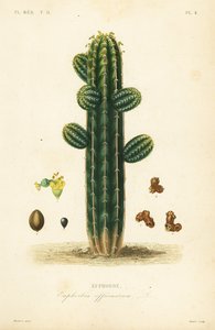Euphorbia officinarum, Euphorbe da Unbekannt