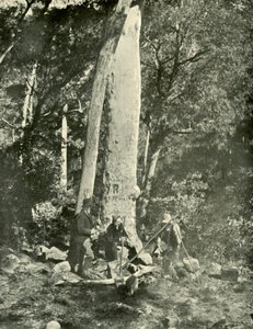 Cascate di Eurobin, Montagne di Buffalo, 1901 da Unbekannt