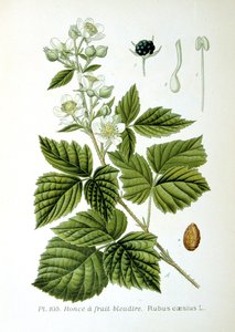 Rovo europeo, 1893 da Unbekannt