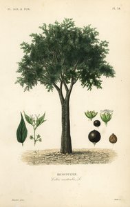 Bagolaro europeo, hackberry mediterraneo, albero di loto o honeyberry