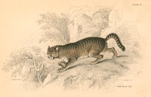Gatto selvatico europeo Felis silvestris, 1828 da Unbekannt