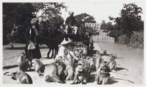 Donna europea che nutre una truppa di scimmie, India, c 1910 da Unbekannt