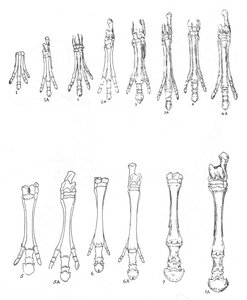 Evoluzione del cavallo, c1920 da Unbekannt
