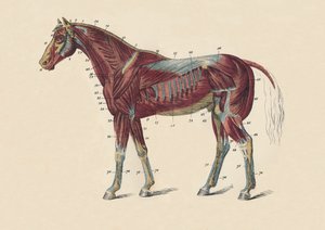 Muscoli e tendini esterni del corpo del cavallo, c1879 da Unbekannt