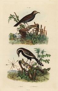 Mosca delle fate, Mymar pulchellum 1, formichiere meridionale, Formicivora grisea 2 e formichiere dalla gola nera, Myrmophylax atrothorax melanura 3