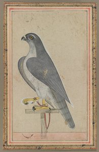 Falco da Unbekannt