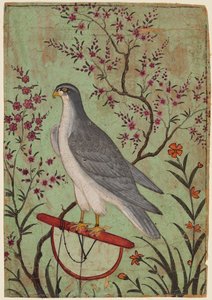 Falco su un trespolo, c. 1610 da Unbekannt