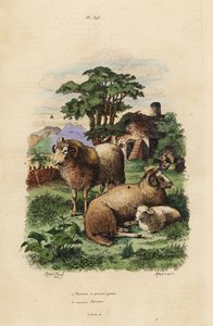 Pecora a coda grassa, Ovis aries, e pecora Merino, Ovis aries da Unbekannt