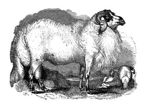 Pecora a coda grassa della Siria, 1848
