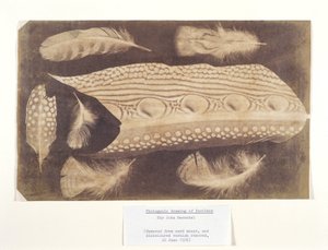 Piume, c 1840 da Unbekannt