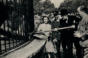 Turno di alimentazione, Il leone di Pinner, anni 