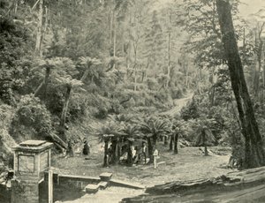 Fern Tree Bower e Track, Mount Wellington da Unbekannt
