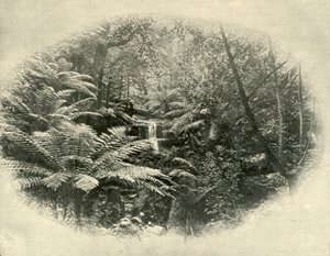 Fern Tree Gully, Tasmania, 1901 da Unbekannt
