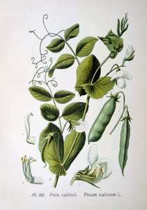 Pisello da campo e da giardino, 1893 da Unbekannt