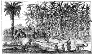 Alberi di fico, XIX secolo da Unbekannt