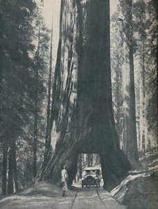 Esemplare fine del più grande organismo mai vissuto, c1935 da Unbekannt