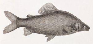 Pesci: Il Characin Nefasch da Unbekannt