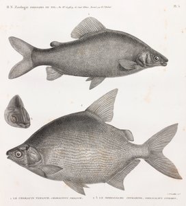 Pesci: Il Characin Nefasch & Il Serrasalme Citharine da Unbekannt