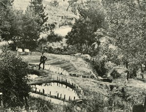 Stagni per pesci, Ercildoune, vicino a Ballarat, 1901 da Unbekannt