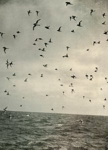 Volo di petrelli antartici da Unbekannt
