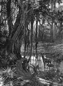 Everglades della Florida, USA, c1885 da Unbekannt