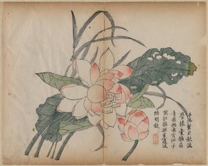 Fiore di loto in fiore e bocciolo, XVIII secolo da Unbekannt