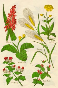 Fiori: Aloe, Arnica, Arrow Root, Orzo, Menta balsamica, Bardana da Unbekannt
