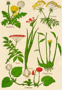 Fiori: Tarassaco, Carvi, Sambuco, Aglio, Farfara, Radice di Zenzero