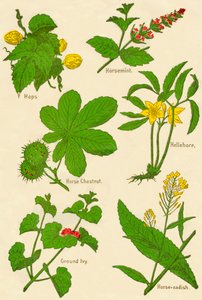 Fiori: Luppolo, Menta cavallina, Ippocastano, Elleboro, Edera terrestre, Rafano, c1940