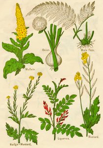Fiori: Verbasco, Cipolla, Felce maschio, Senape, Liquirizia, Senape, c1940 da Unbekannt