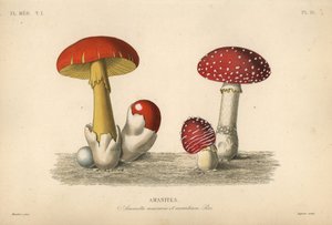 Amanita muscaria da Unbekannt