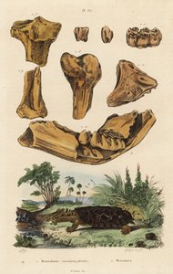 Ossa fossili di un mastodonte americano estinto, Mammut americanum, e mata mata, Chelus fimbriata da Unbekannt