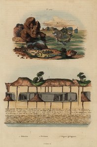 Brachiopodi fossili, Discinisca lamellosa, oreo occhio di bue, Oreosoma atlanticum, e organi geologici sotterranei a Saint Pierre da Unbekannt